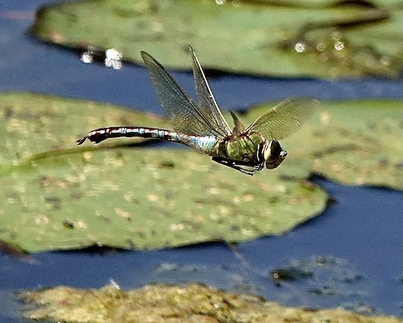 lesser emperor